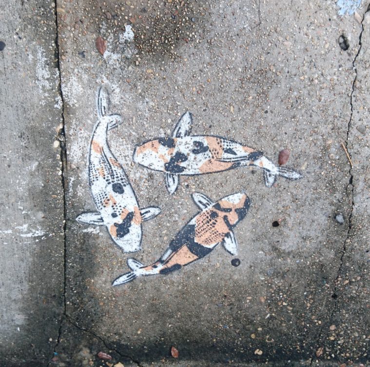 nola-koi